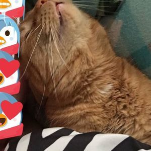 Meet your Posher, Cheyenne